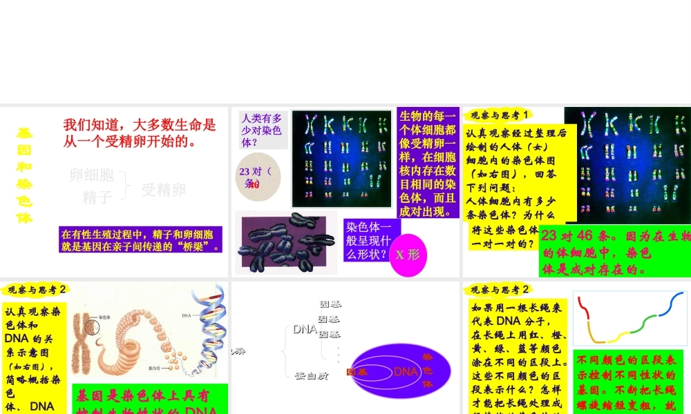 八年级生物下册 7.2.2 基团在亲子间的传递课件 （新版）新人教版-（新版）新人教级下册生物课件
