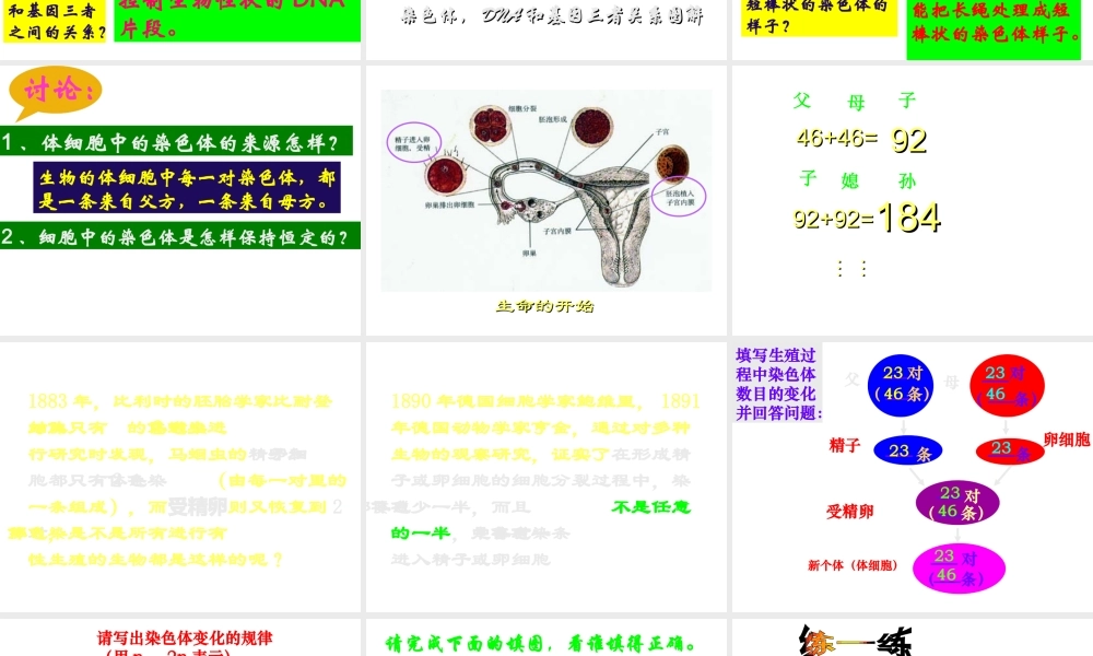 八年级生物下册 7.2.2 基团在亲子间的传递课件 （新版）新人教版-（新版）新人教级下册生物课件
