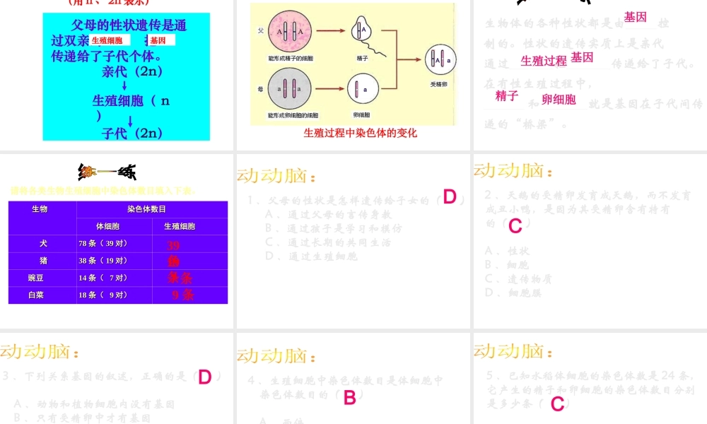 八年级生物下册 7.2.2 基团在亲子间的传递课件 （新版）新人教版-（新版）新人教级下册生物课件