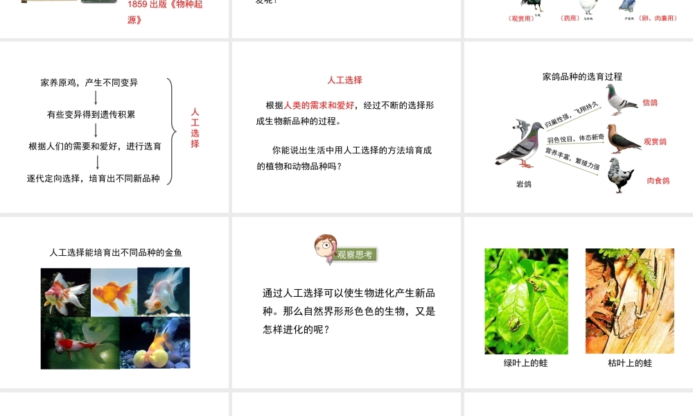 八年级生物下册 21.2《生物的进化》（第2课时）课件 （新版）北师大版-（新版）北师大版初中八年级下册生物课件