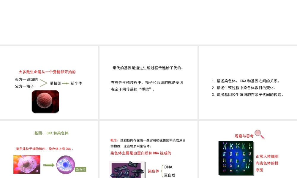 八年级生物下册 7.2.2 基因在亲子代间的传递教学课件 （新版）新人教版-（新版）新人教版初中八年级下册生物课件