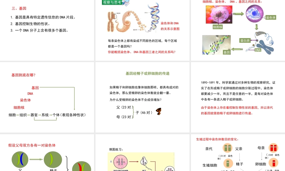 八年级生物下册 7.2.2 基因在亲子代间的传递教学课件 （新版）新人教版-（新版）新人教版初中八年级下册生物课件