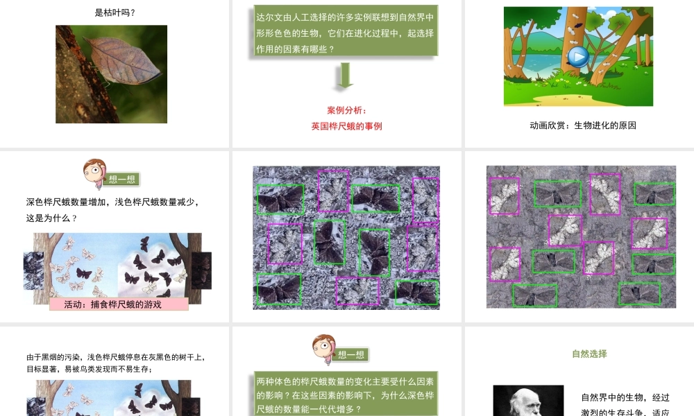 八年级生物下册 21.2《生物的进化》（第2课时）课件 （新版）北师大版-（新版）北师大级下册生物课件