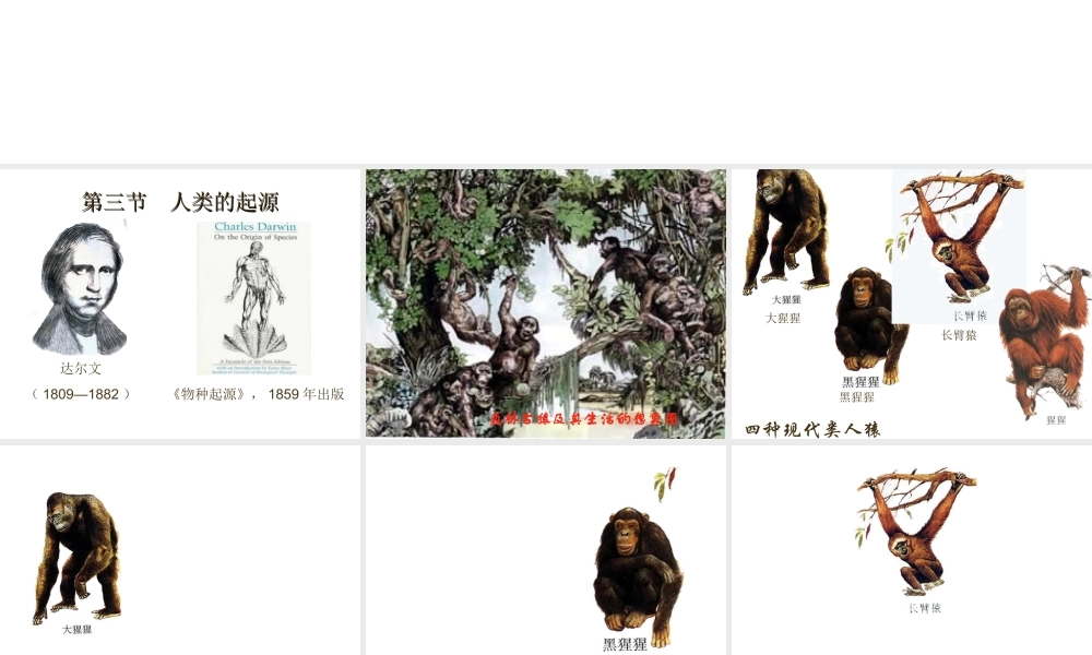 八年级生物下册 6.3.3 人类的起源课件 冀教版-冀教级下册生物课件