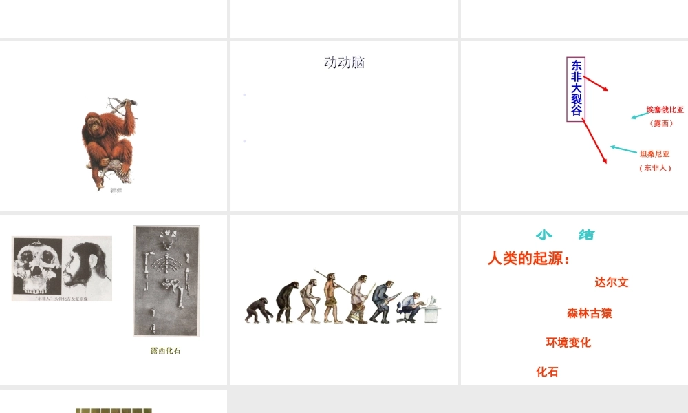 八年级生物下册 6.3.3 人类的起源课件 冀教版-冀教级下册生物课件