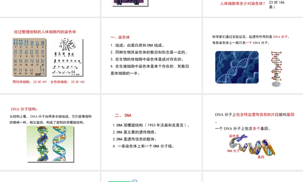 八年级生物下册 7.2.2 基因在亲子代间的传递教学课件 （新版）新人教版-（新版）新人教级下册生物课件