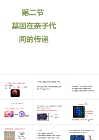 八年级生物下册 7.2.2 基因在亲子代间的传递教学课件 （新版）新人教版-（新版）新人教级下册生物课件
