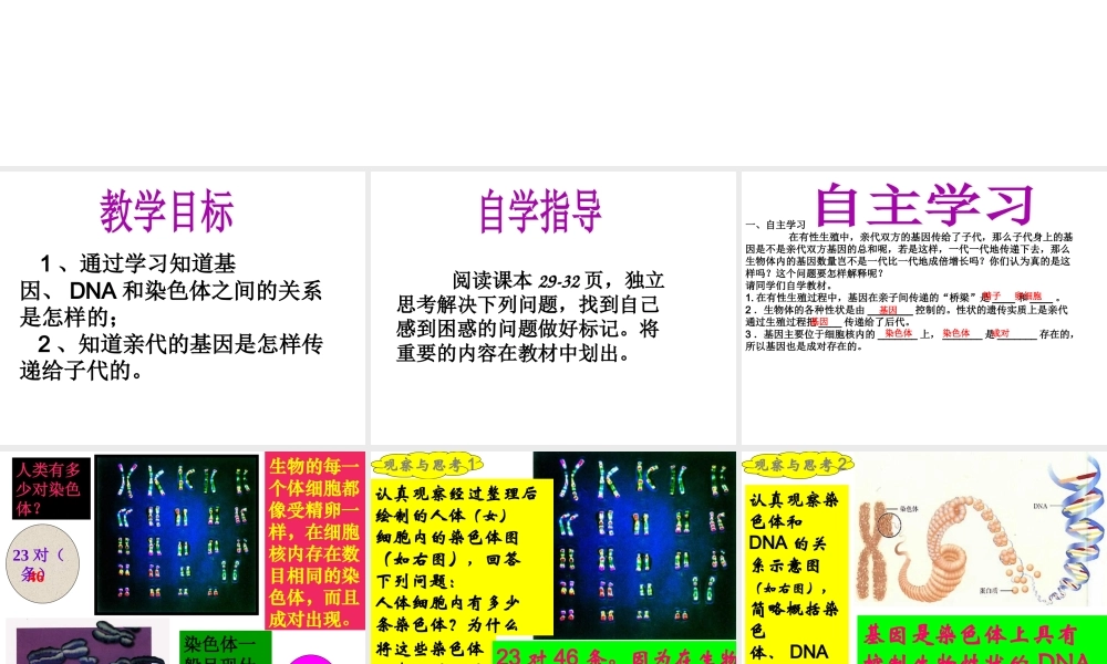 八年级生物下册 7.2.2 基因在亲子代间的传递课件 （新版）新人教版-（新版）新人教版初中八年级下册生物课件