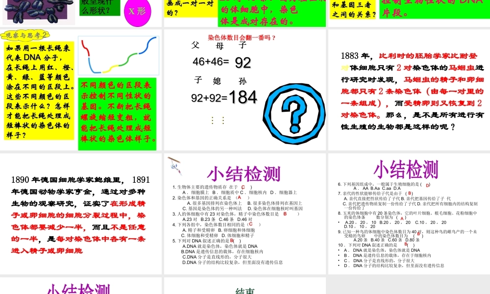 八年级生物下册 7.2.2 基因在亲子代间的传递课件 （新版）新人教版-（新版）新人教版初中八年级下册生物课件