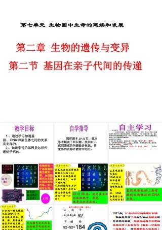 八年级生物下册 7.2.2 基因在亲子代间的传递课件 （新版）新人教版-（新版）新人教版初中八年级下册生物课件