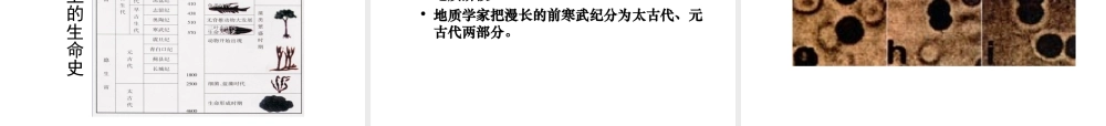 八年级生物下册 21.2《生物的进化》课件 （新版）北师大版-（新版）北师大级下册生物课件