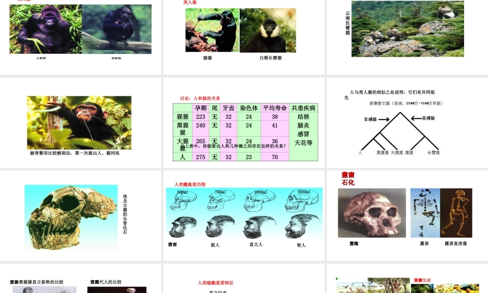 八年级生物下册 6.3.3人类的起源教学课件 （新版）冀教版-（新版）冀教级下册生物课件