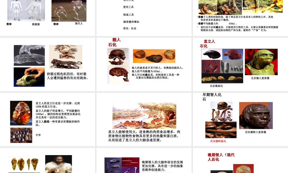 八年级生物下册 6.3.3人类的起源教学课件 （新版）冀教版-（新版）冀教级下册生物课件