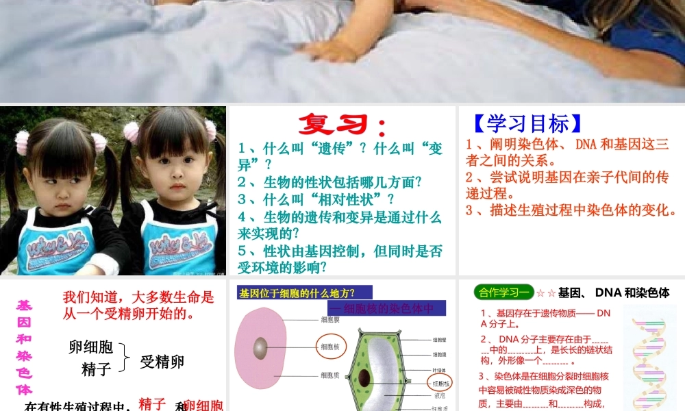 八年级生物下册 7.2.2 基因在亲子代间的传递课件1 新人教版