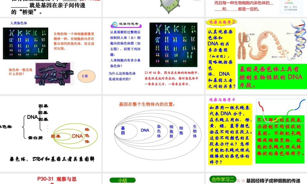 八年级生物下册 7.2.2 基因在亲子代间的传递课件1 新人教版