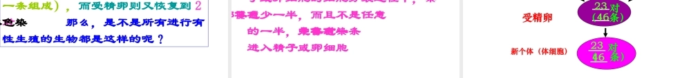 八年级生物下册 7.2.2 基因在亲子代间的传递课件1 新人教版