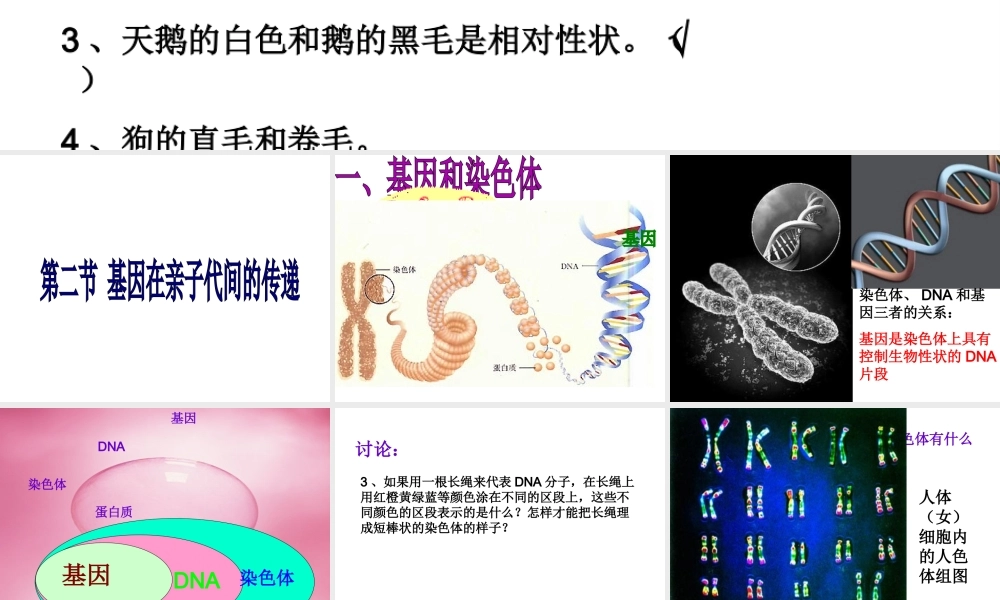 八年级生物下册 7.2.2 基因在亲子代间的传递课件2 新人教版