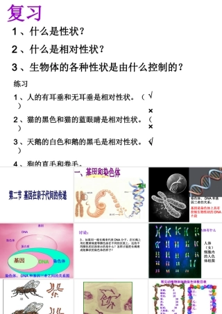 八年级生物下册 7.2.2 基因在亲子代间的传递课件2 新人教版
