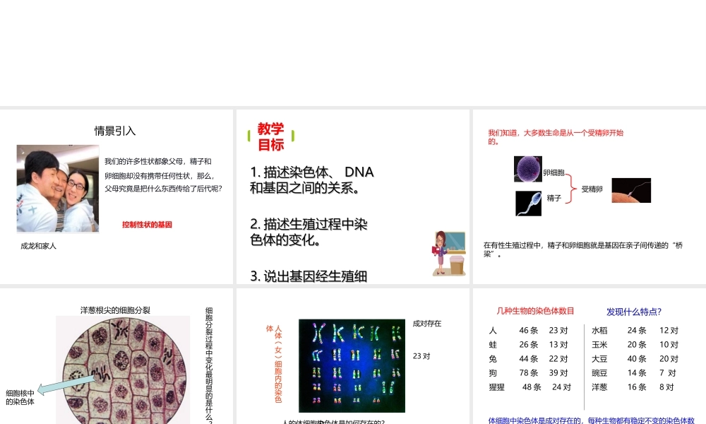 八年级生物下册 7.2.2 基因在亲子间的传递课件 （新版）新人教版-（新版）新人教版初中八年级下册生物课件