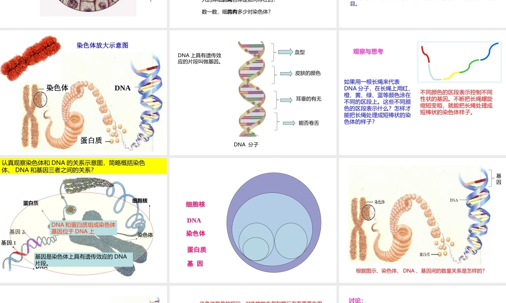八年级生物下册 7.2.2 基因在亲子间的传递课件 （新版）新人教版-（新版）新人教版初中八年级下册生物课件