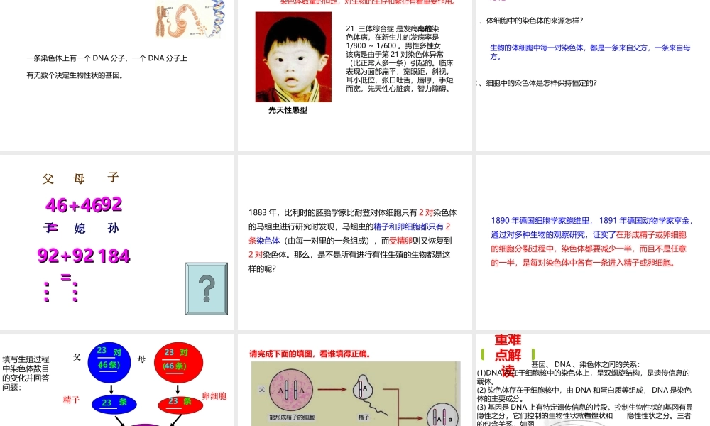 八年级生物下册 7.2.2 基因在亲子间的传递课件 （新版）新人教版-（新版）新人教版初中八年级下册生物课件