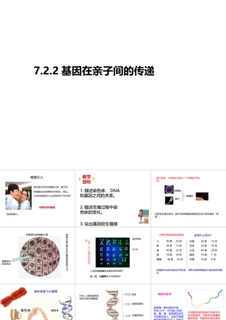 八年级生物下册 7.2.2 基因在亲子间的传递课件 （新版）新人教版-（新版）新人教版初中八年级下册生物课件
