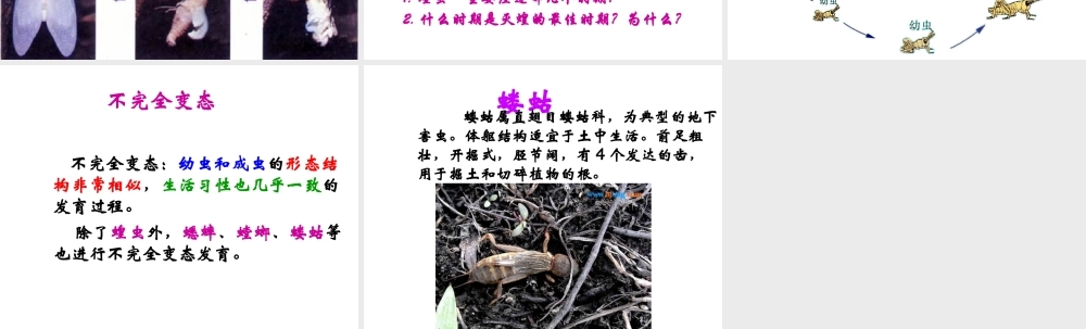 八年级生物下册 21.3 昆虫的生殖发育课件 （新版）苏教版-（新版）苏教版初中八年级下册生物课件