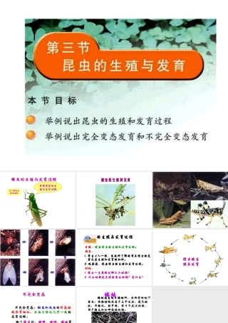 八年级生物下册 21.3 昆虫的生殖发育课件 （新版）苏教版-（新版）苏教版初中八年级下册生物课件