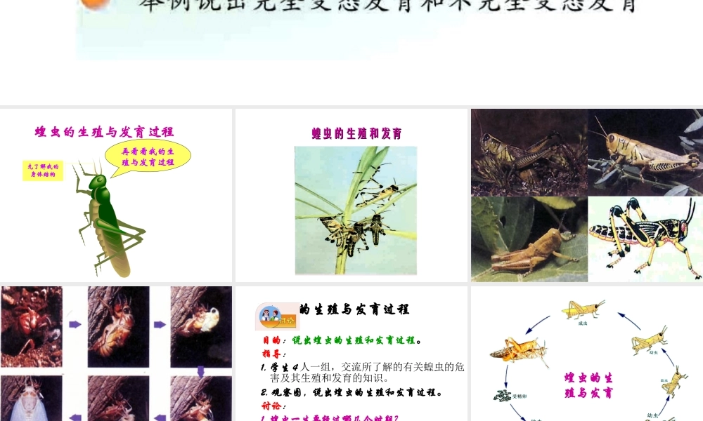 八年级生物下册 21.3 昆虫的生殖发育课件 （新版）苏教版-（新版）苏教级下册生物课件