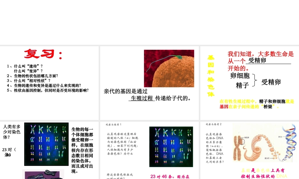 八年级生物下册 7.2.2 基因在亲子间的传递课件1 （新版）新人教版