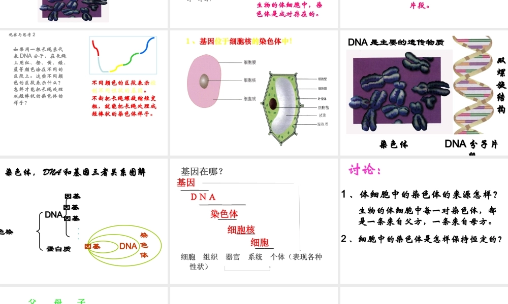 八年级生物下册 7.2.2 基因在亲子间的传递课件1 （新版）新人教版