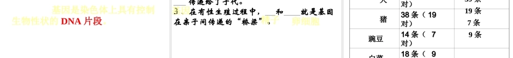 八年级生物下册 7.2.2 基因在亲子间的传递课件1 （新版）新人教版