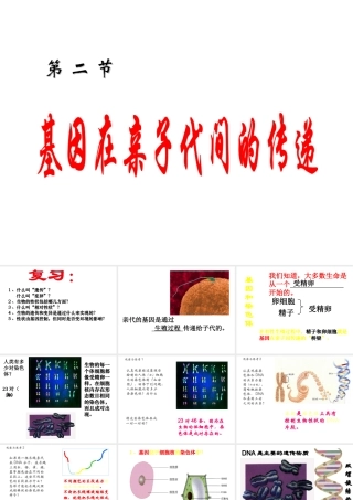 八年级生物下册 7.2.2 基因在亲子间的传递课件1 （新版）新人教版