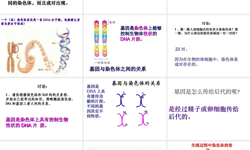 八年级生物下册 7.2.2 基因在亲子间的传递课件2 （新版）新人教版