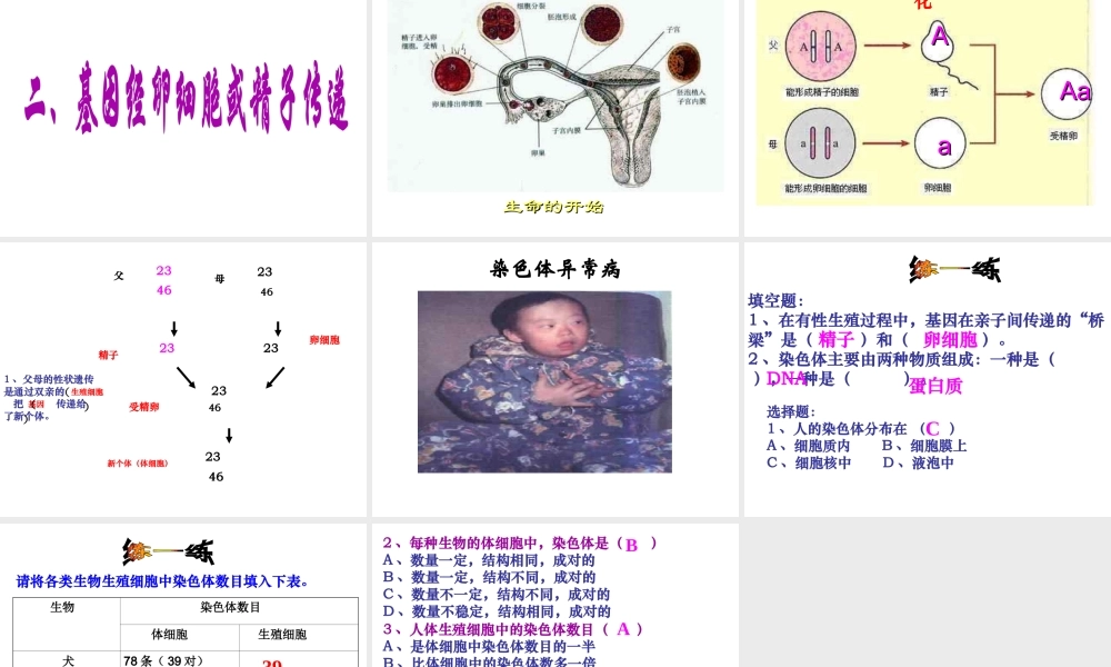 八年级生物下册 7.2.2 基因在亲子间的传递课件2 （新版）新人教版