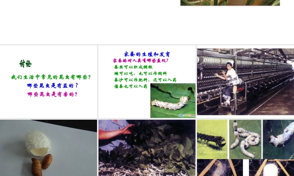 八年级生物下册 21.3 昆虫的生殖和发育课件 （新版）苏教版-（新版）苏教版初中八年级下册生物课件