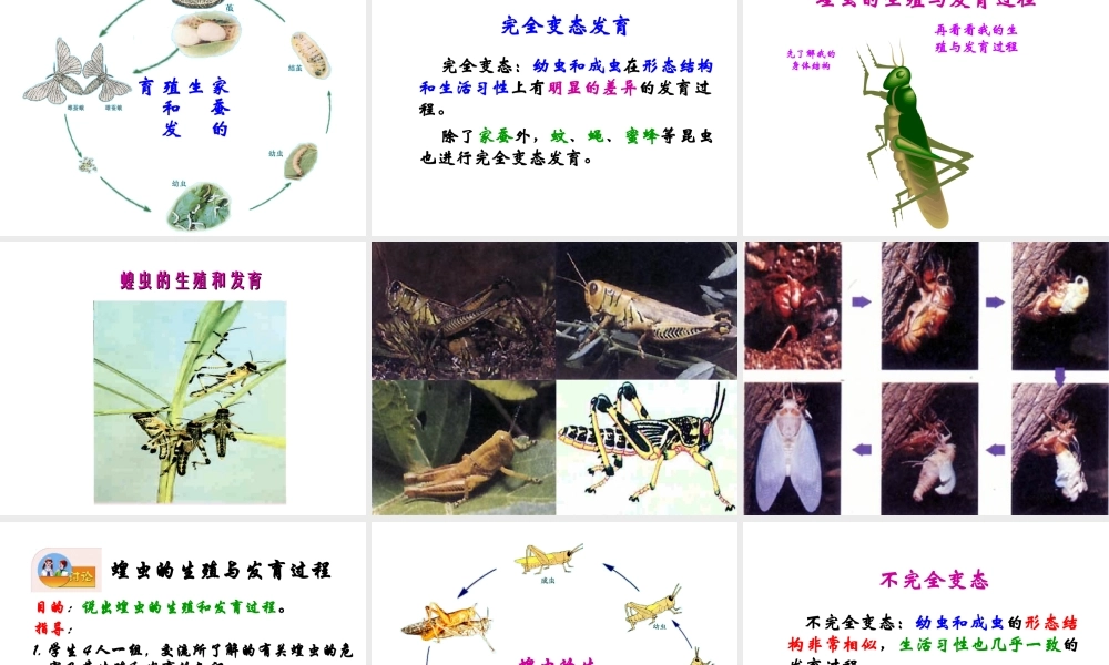八年级生物下册 21.3 昆虫的生殖和发育课件 （新版）苏教版-（新版）苏教版初中八年级下册生物课件