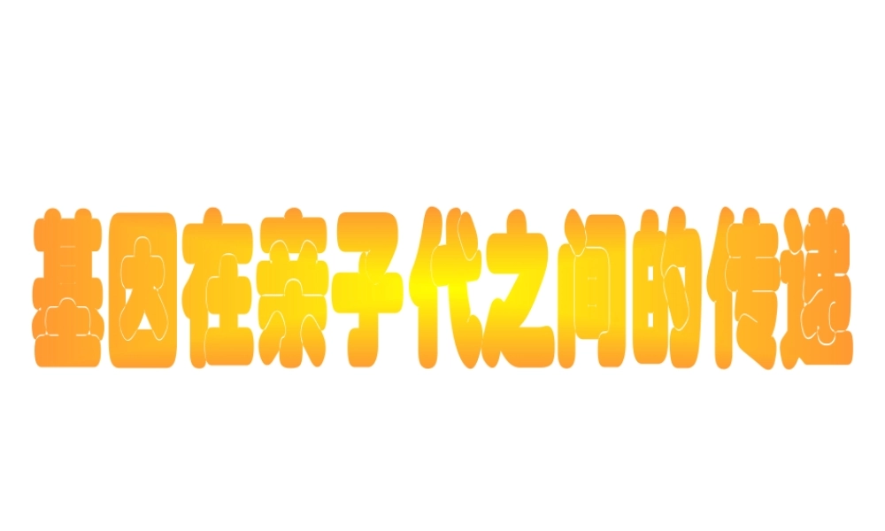 八年级生物下册 7.2.2 基因在亲子间的传递课件3 （新版）新人教版