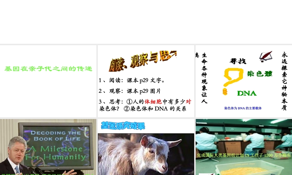 八年级生物下册 7.2.2 基因在亲子间的传递课件3 （新版）新人教版