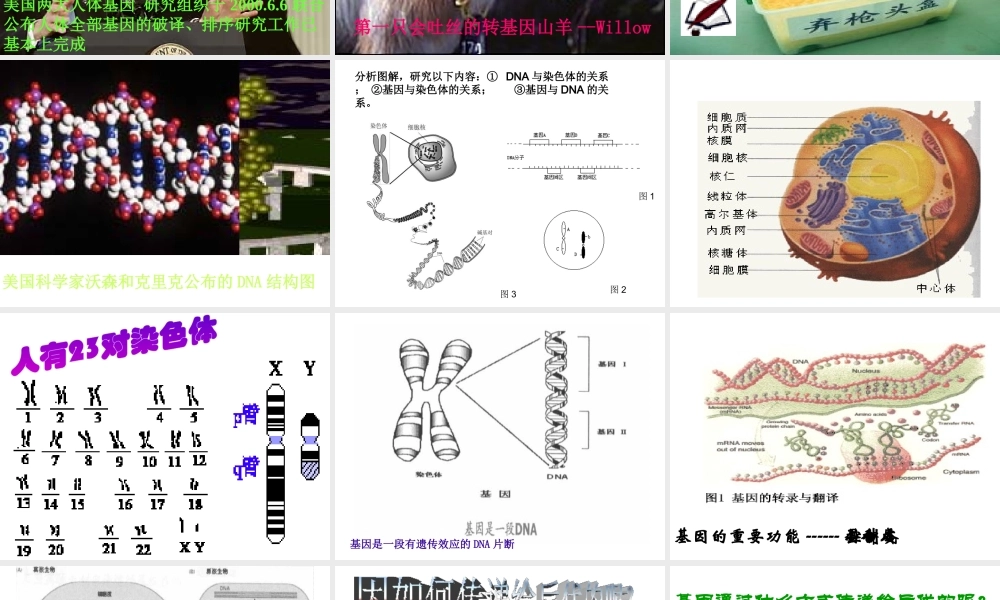 八年级生物下册 7.2.2 基因在亲子间的传递课件3 （新版）新人教版