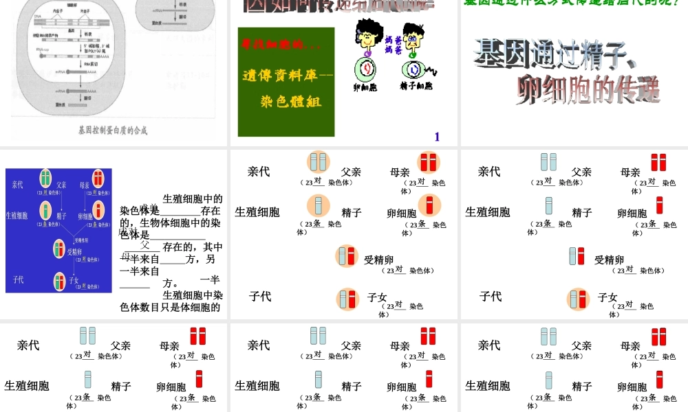 八年级生物下册 7.2.2 基因在亲子间的传递课件3 （新版）新人教版