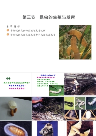 八年级生物下册 21.3 昆虫的生殖和发育课件 （新版）苏教版-（新版）苏教级下册生物课件