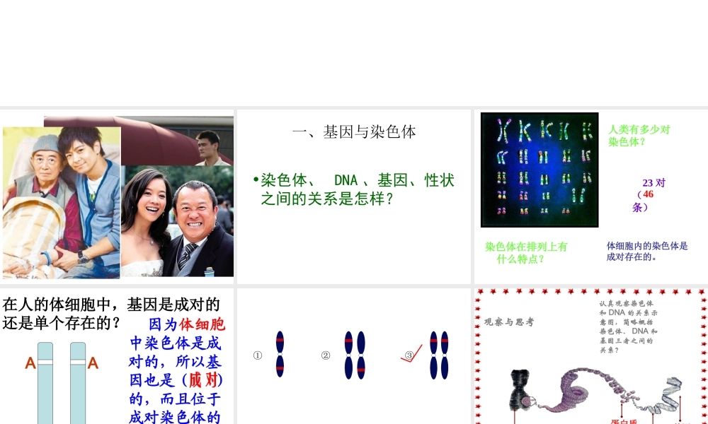 八年级生物下册 7.2.2 基因在亲子间的传递课件4 （新版）新人教版