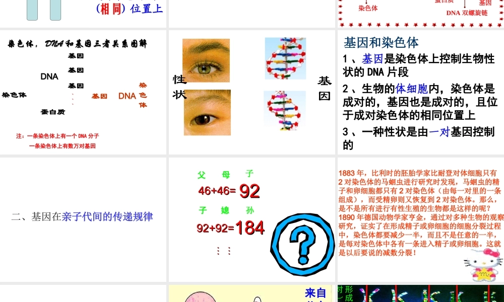 八年级生物下册 7.2.2 基因在亲子间的传递课件4 （新版）新人教版