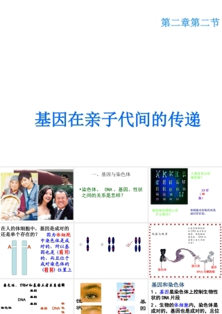 八年级生物下册 7.2.2 基因在亲子间的传递课件4 （新版）新人教版