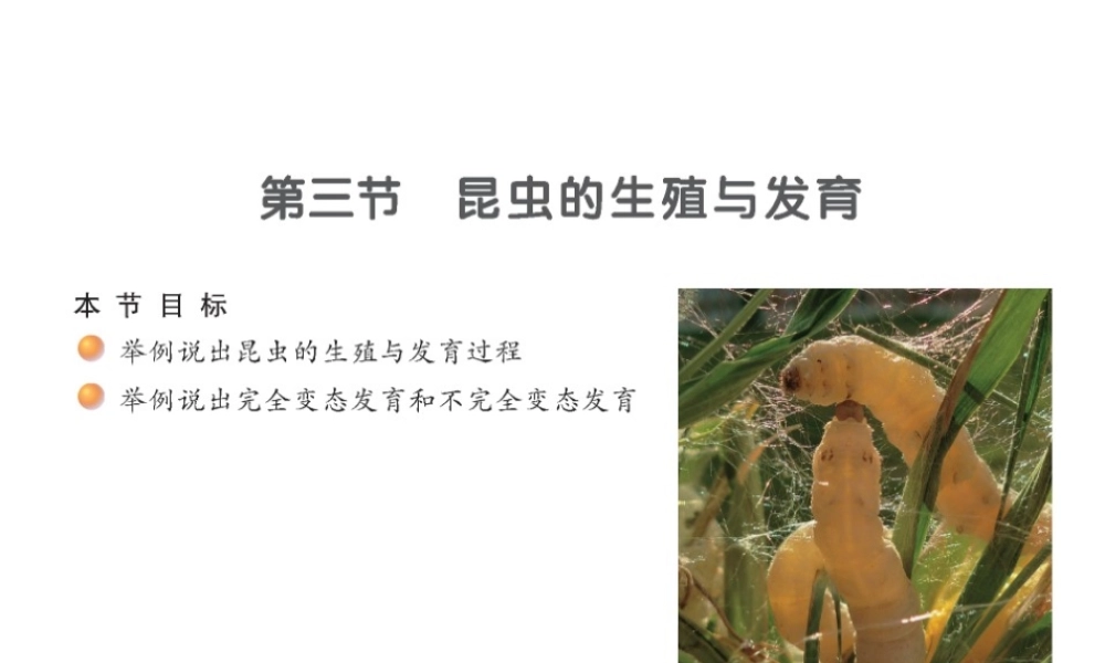 八年级生物下册 21.3 昆虫的生殖和发育课件 （新版）苏教版-人教版初中八年级全册生物课件