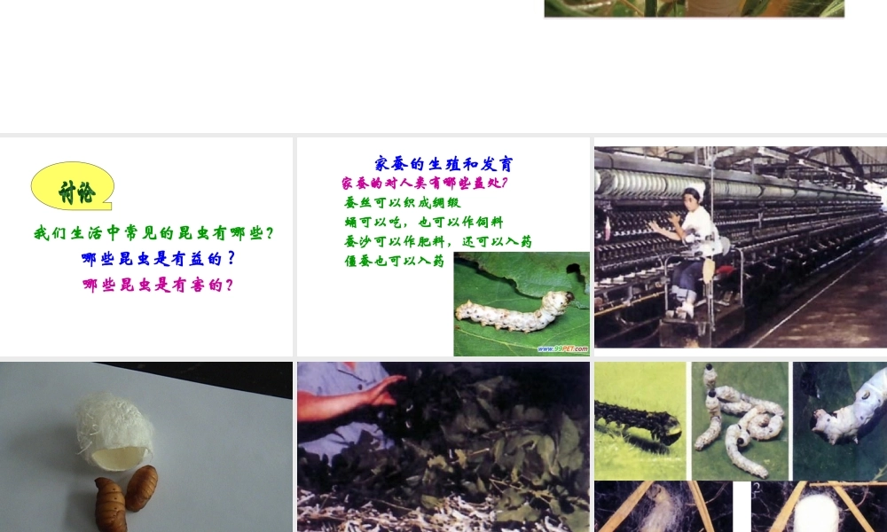 八年级生物下册 21.3 昆虫的生殖和发育课件 （新版）苏教版-人教版初中八年级全册生物课件