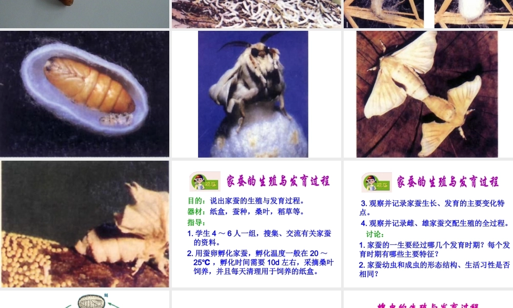 八年级生物下册 21.3 昆虫的生殖和发育课件 （新版）苏教版-人教版初中八年级全册生物课件