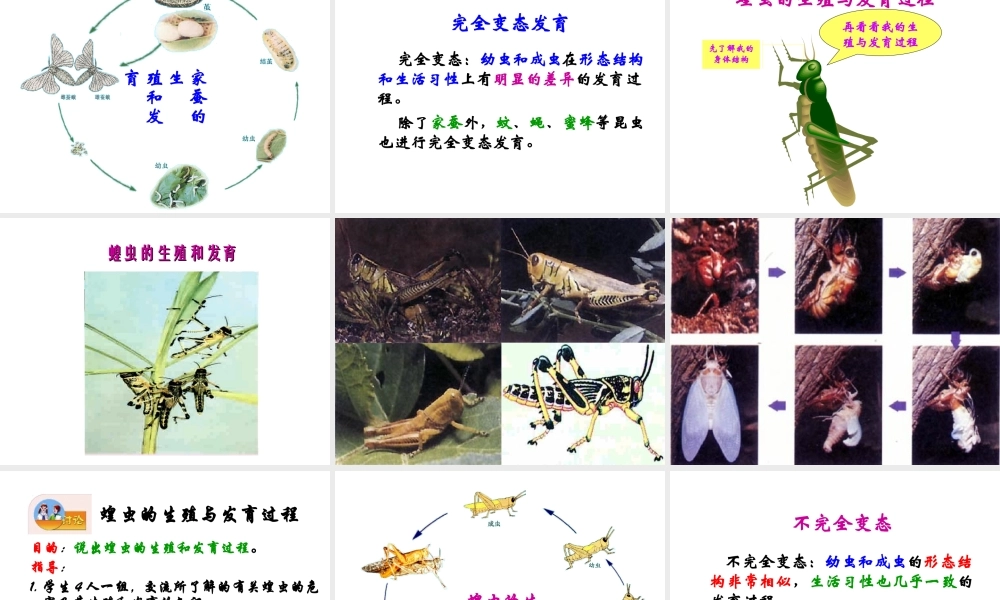 八年级生物下册 21.3 昆虫的生殖和发育课件 （新版）苏教版-人教版初中八年级全册生物课件