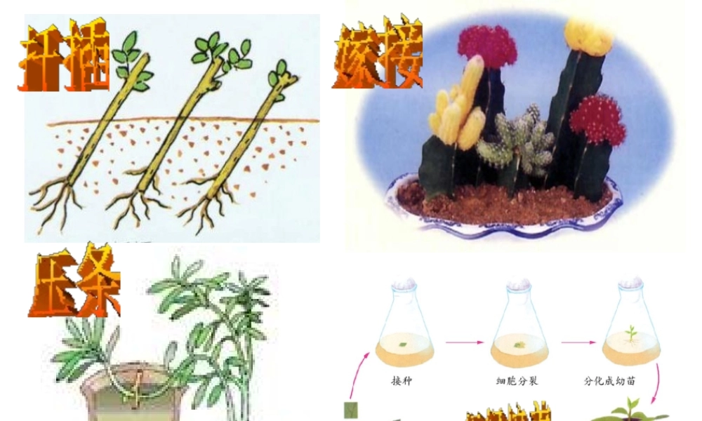 八年级生物下册 7.2.2 克隆技术课件 （新版）济南版-（新版）济南级下册生物课件